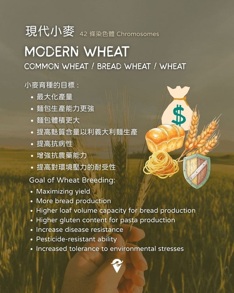 modern wheat breeding for maximizing yield more economic benefits