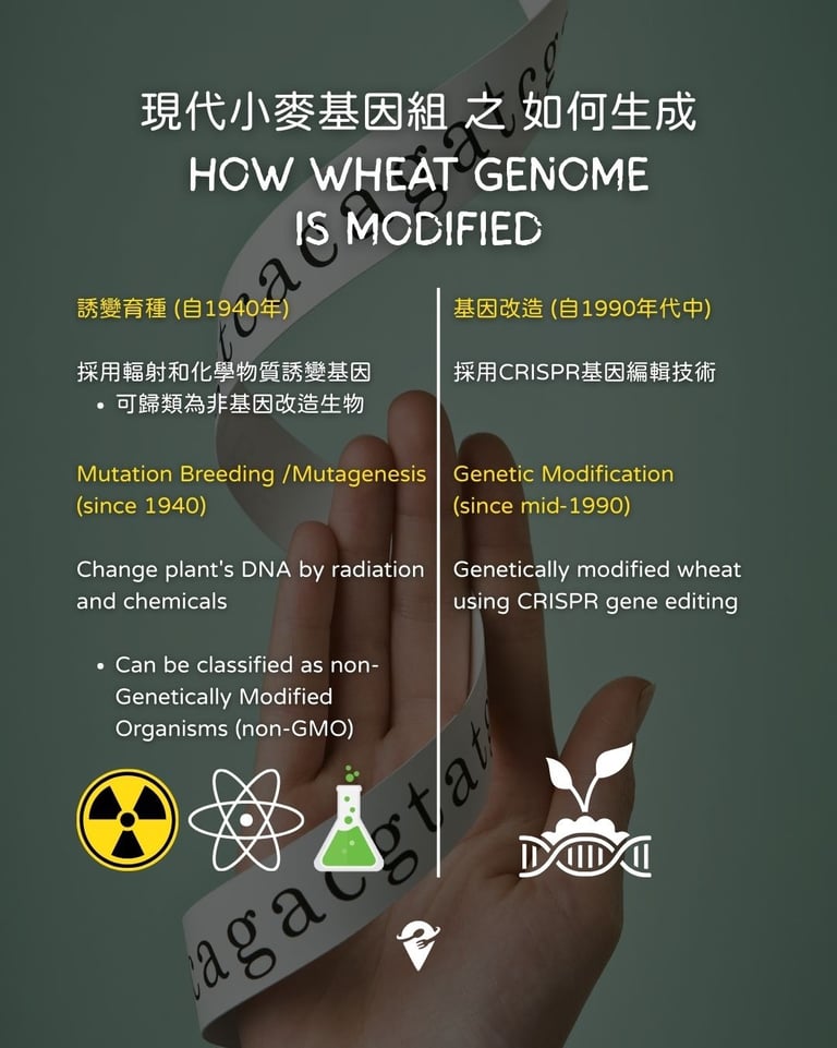 how wheat genome is modified by mutation breeding and crispr gene editing
