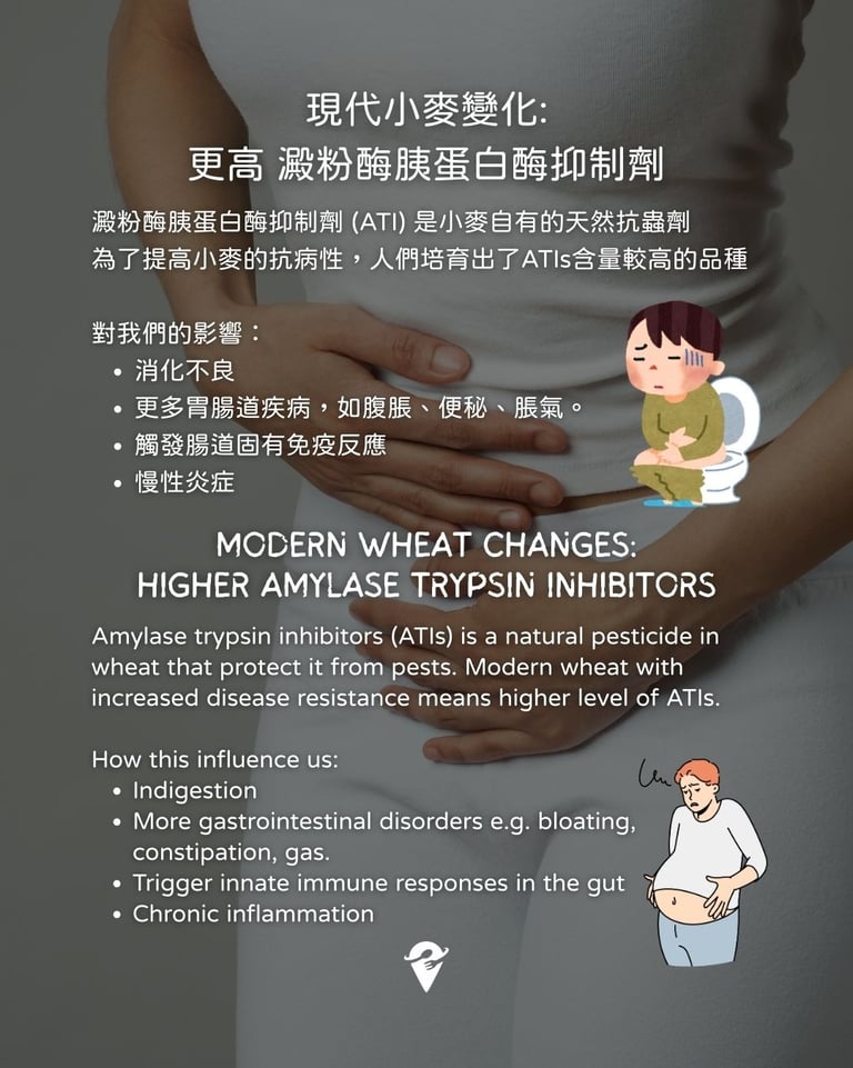 modern wheat contains more amylase trypsin inhibitors