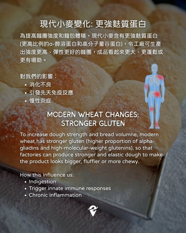 modern wheat contains stronger gluten cause inflammation
