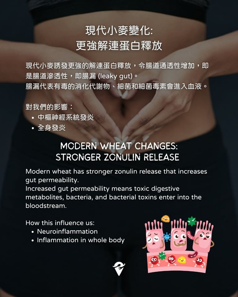modern wheat triggers stronger zonulin release resulting leaky gut