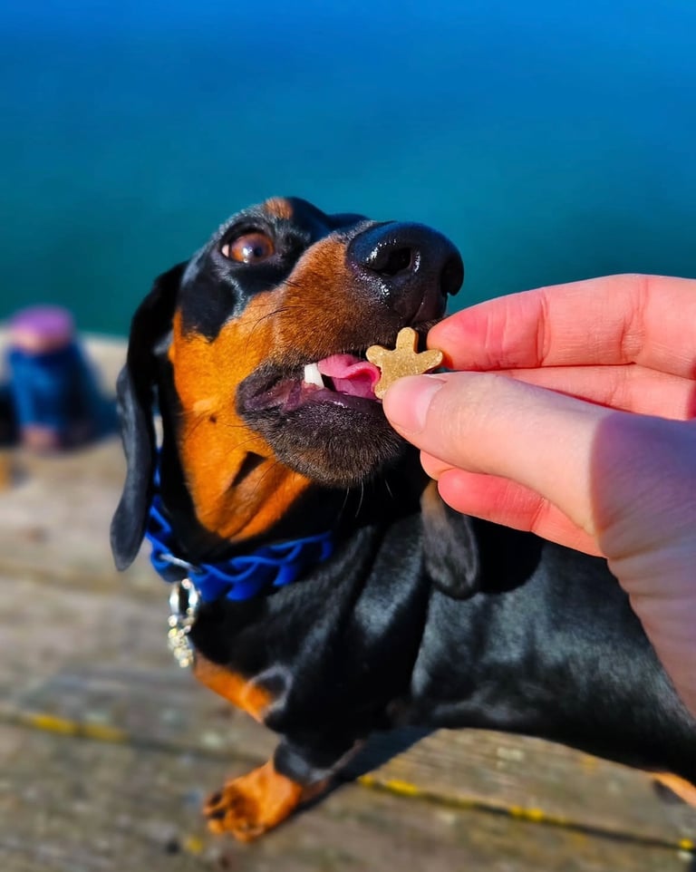 DOGGO természetes kutyarágó – prémium fogtisztító kutyáknak