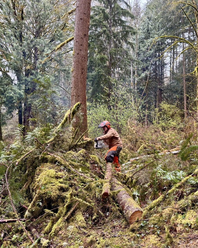 Woodinville tree removal in backyard woods property for homeowner