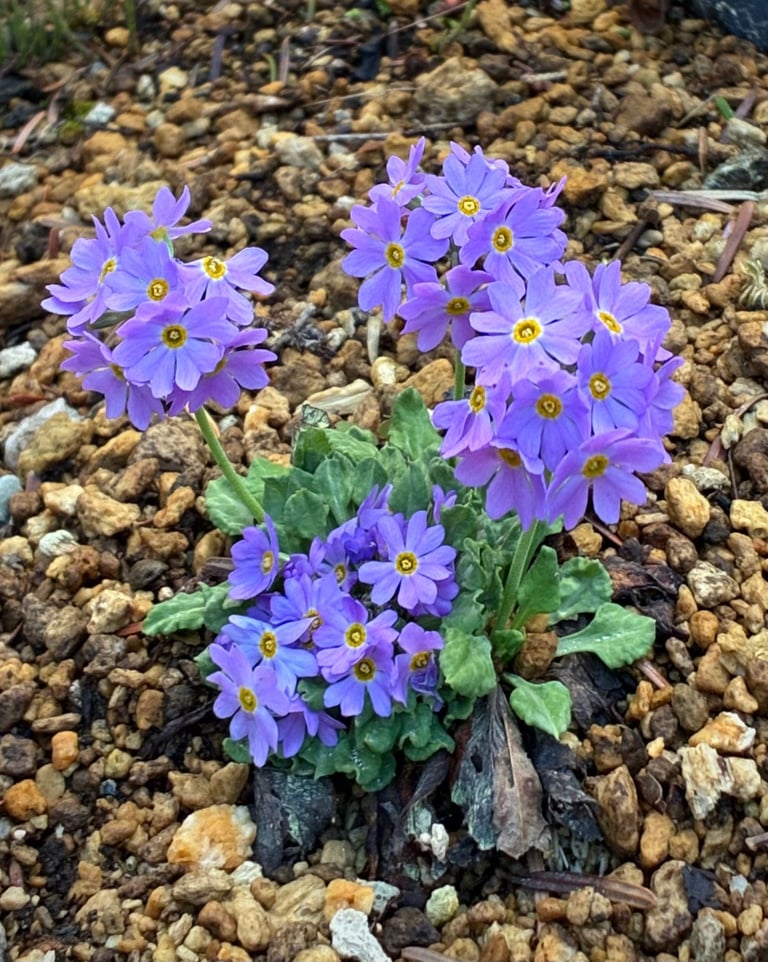 El uso eficaz de las esencias florales - Terapica Holística en Barcelona