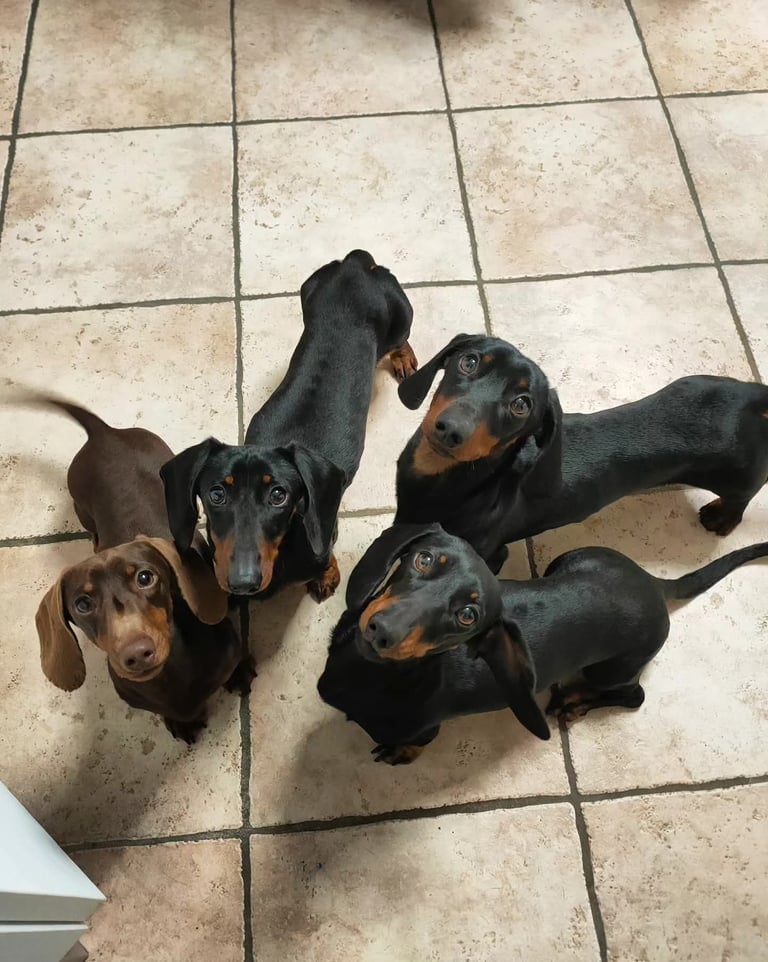 Four adorable black and tan and chocolate dachshund puppies looking up on a tiled kitchen floor.