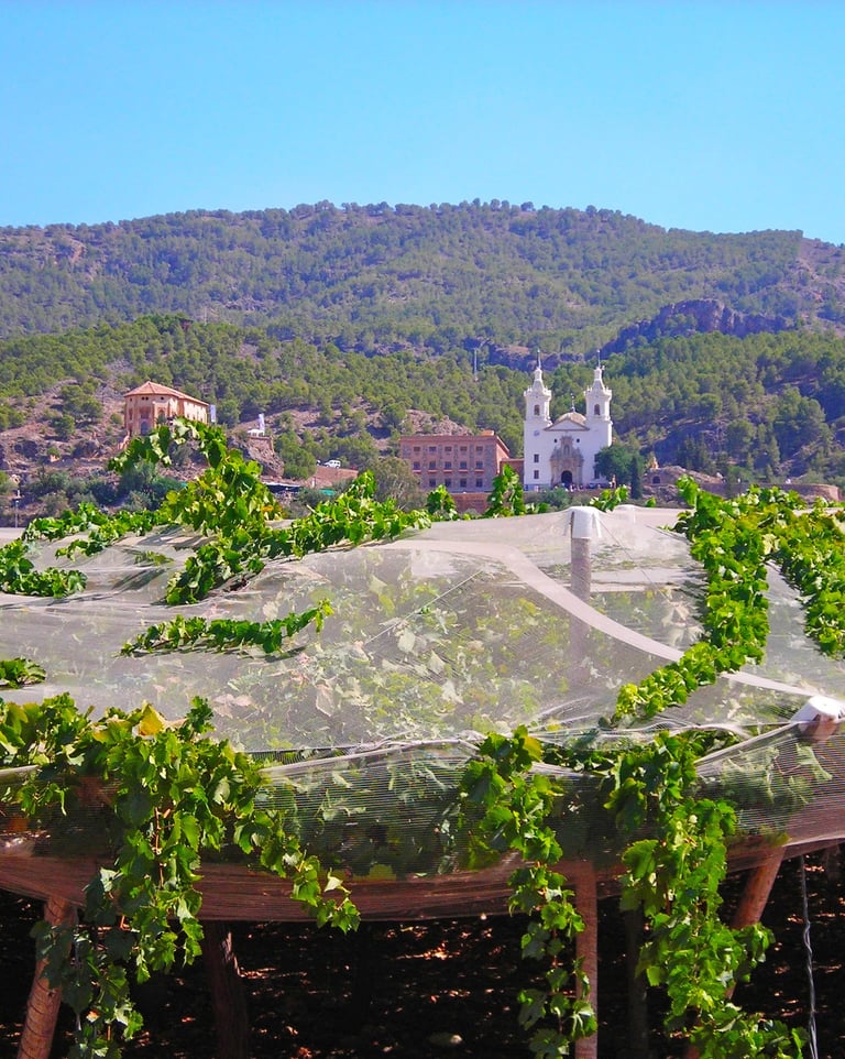 Viñedos cerca de La Fuensanta, Murcia