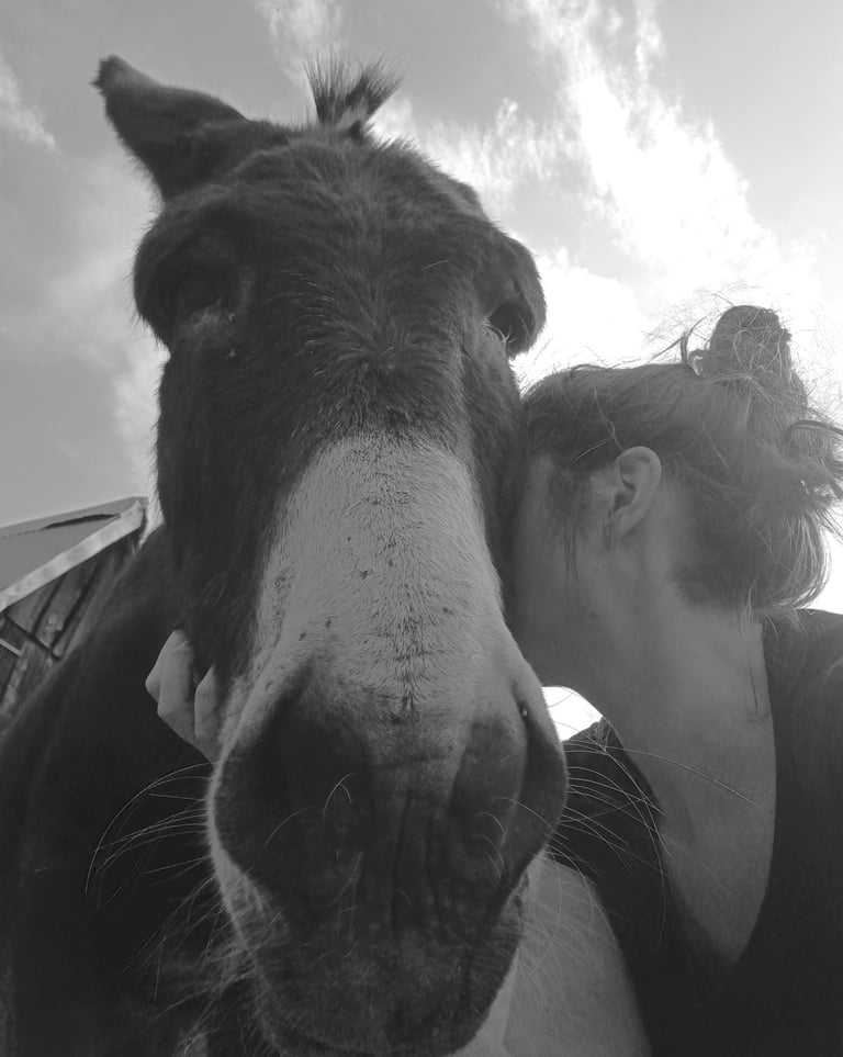 marion au tempo des ânes