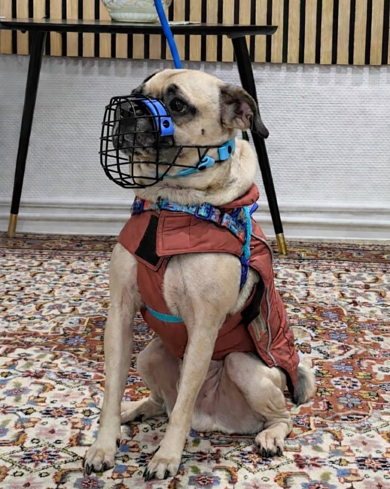 Hund mit individuell angefertigten Maulkorb