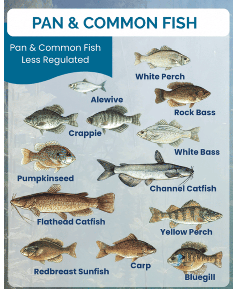 Identification chart of pan and common fish found in Lake Wallenpaupack
