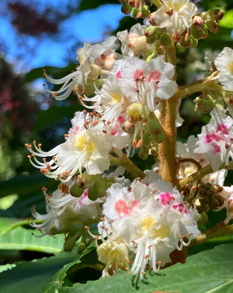 Terapia Holistica, Esencias Florales, Holistic therapy, Flower essence