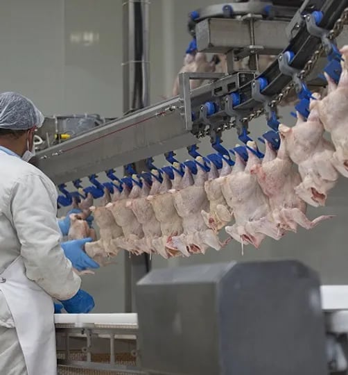 Halal frozen chicken for sale