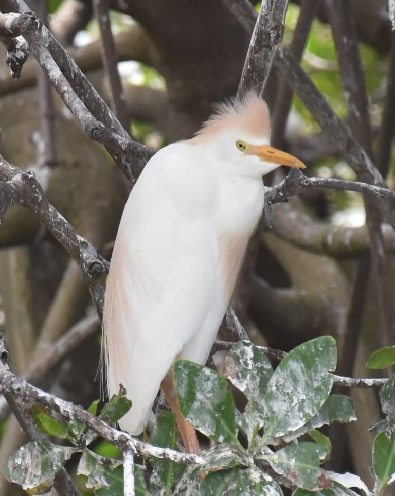 cattle heron in bardiya