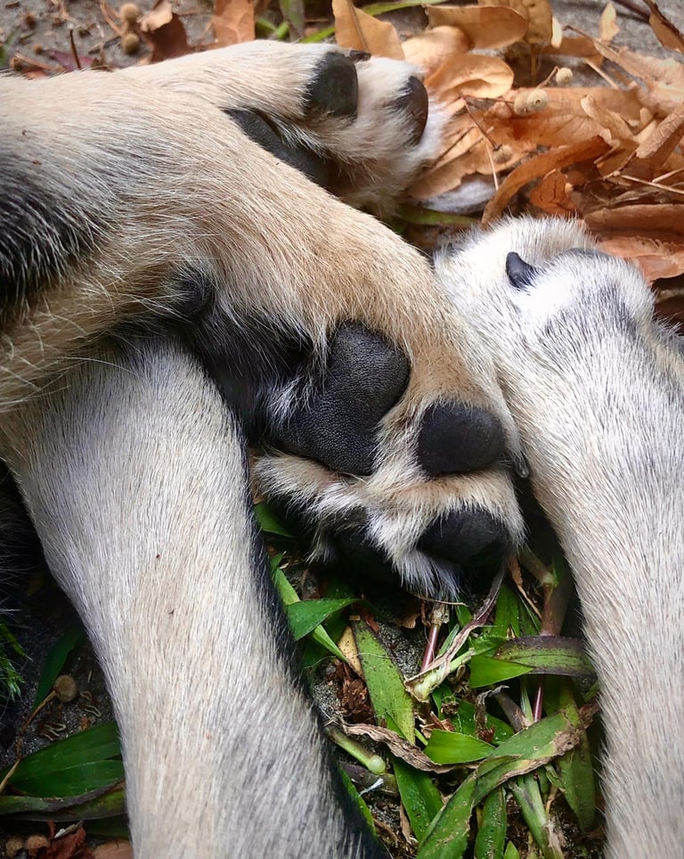 Pfoten von Welpe bei Pfotenbande Hundetraining
