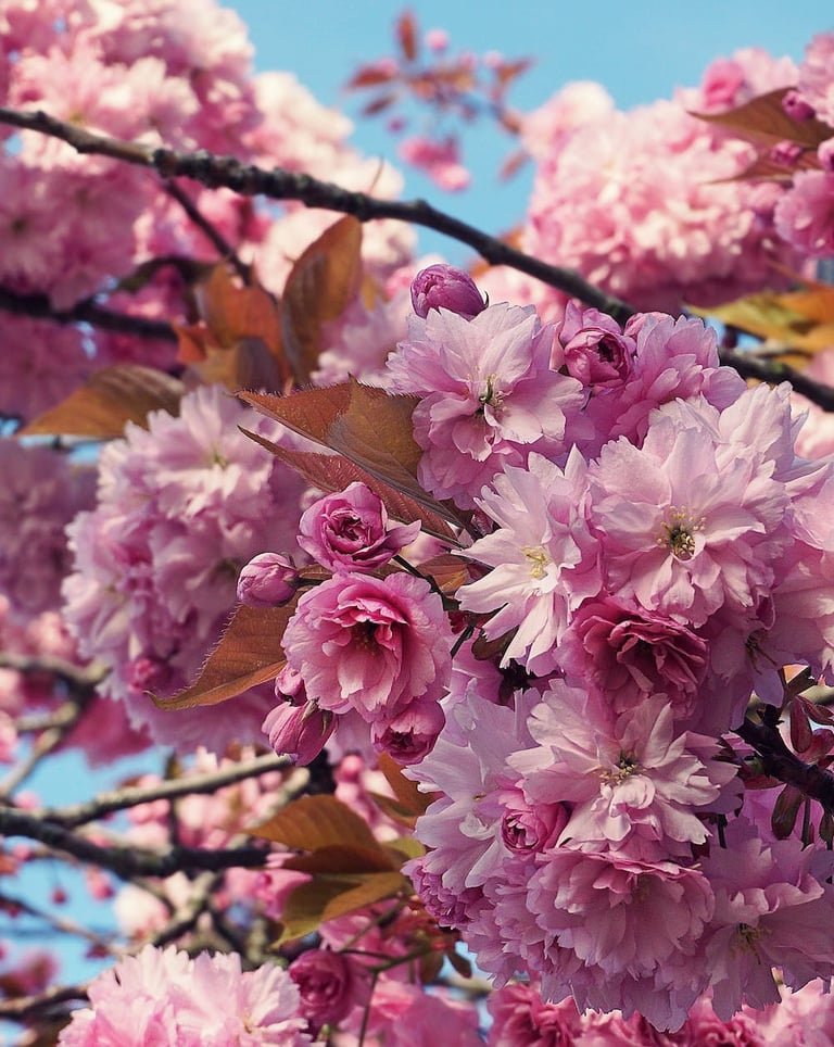 Blooming Cherry Flowers