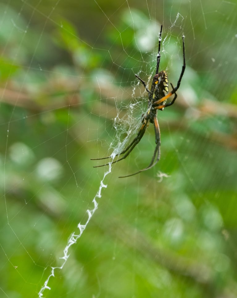 a spider - veined spider - veined spider - veined spider - vein