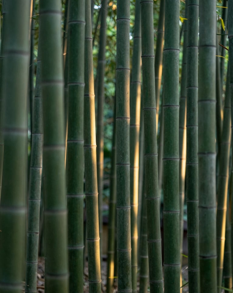 An ethereal vertical shot of a bamboo forest at dusk. Soft green and deep emerald tones dominate the palette, with light catching the natural curves of the bamboo stalks.