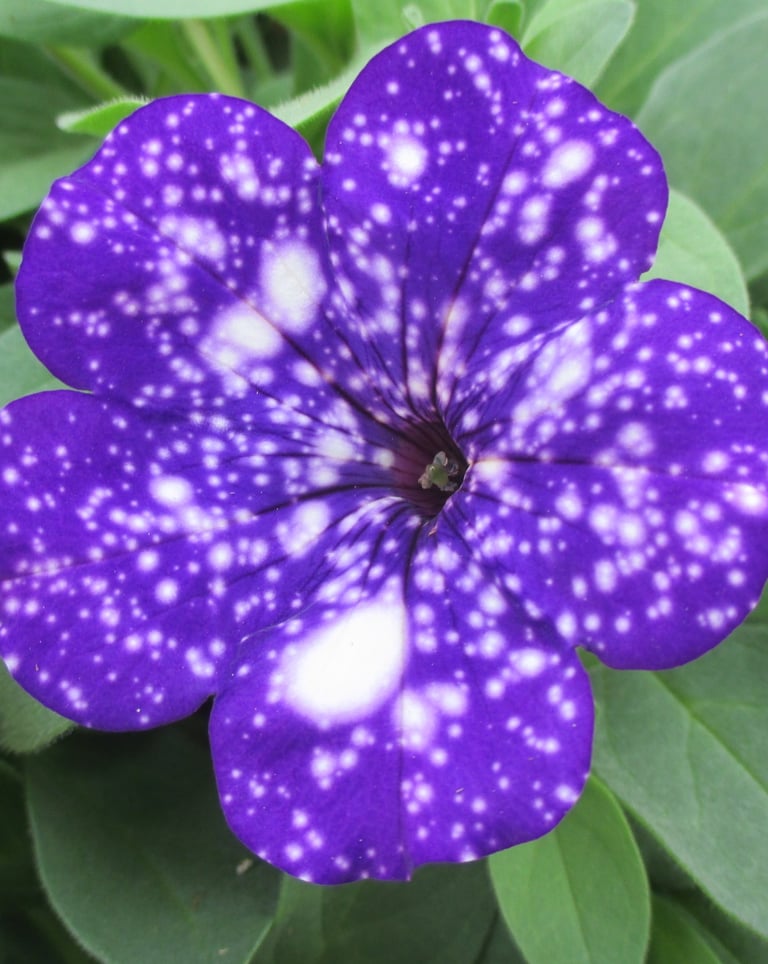 Night Sky Petunias