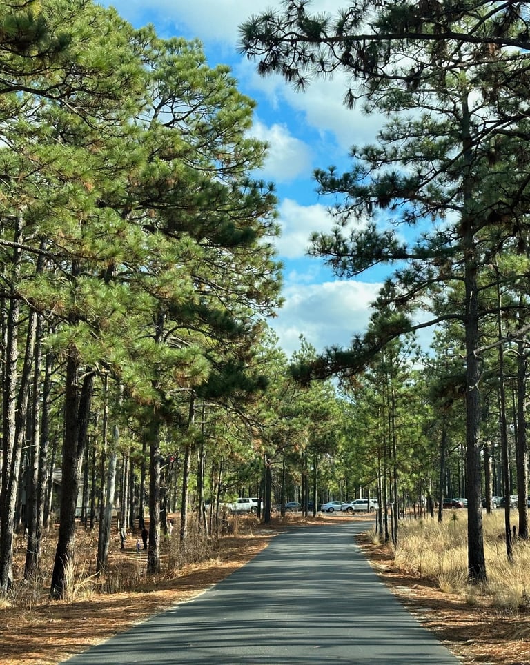 Natural forest, picture from main road.