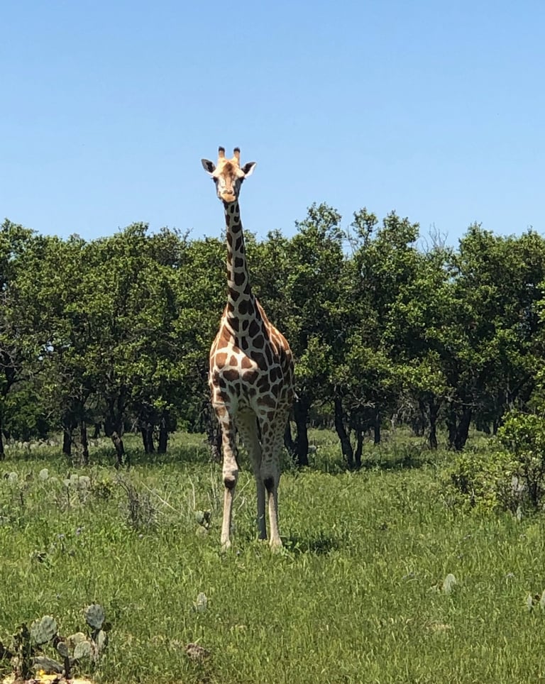 Giraffe standing in field.