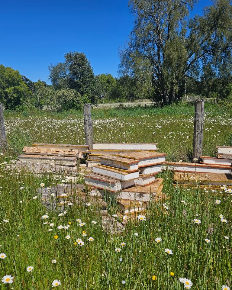 Escombros de construcción abandonados en parcela, generando riesgo de plagas y problemas sanitarios.