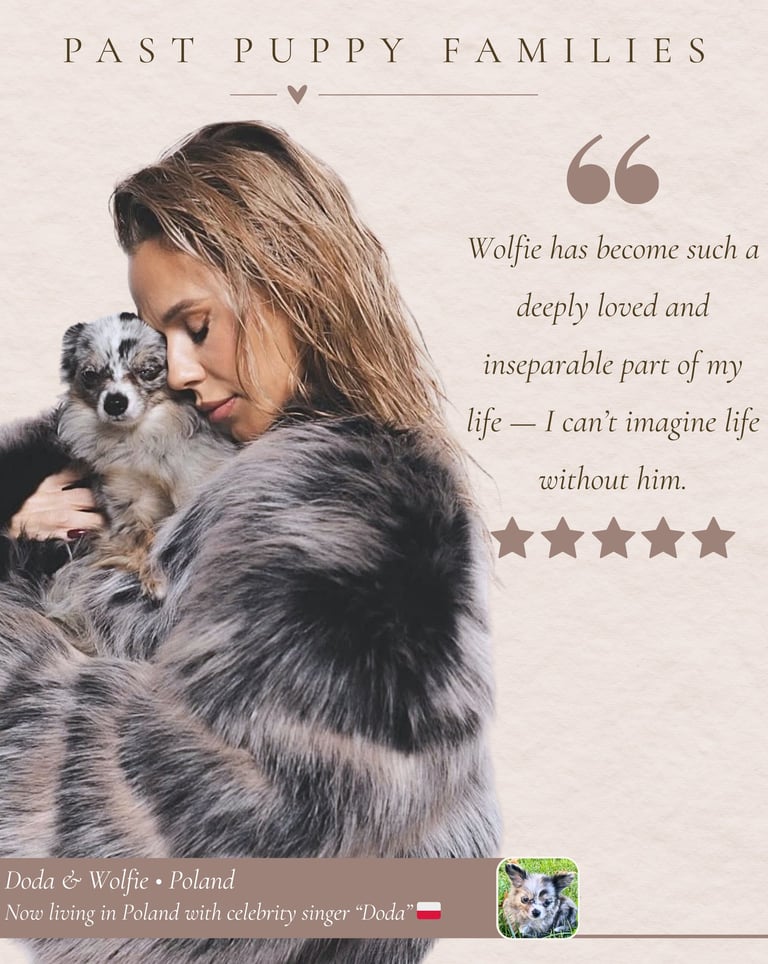 Petite Pups Reviews - Luxury Chihuahua Puppies - PetitePups.com