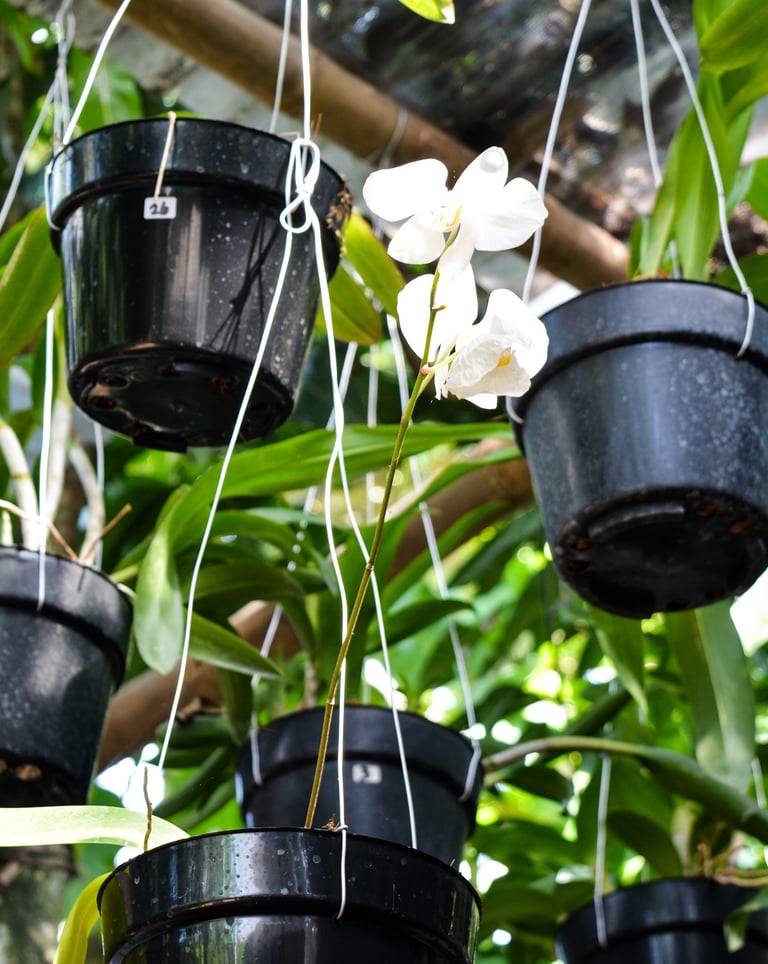hangingorchidsinbloom