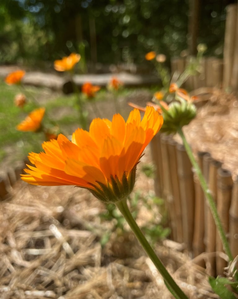 Gestiona tu salud de forma natural y armoniosa, Holistic Therapy