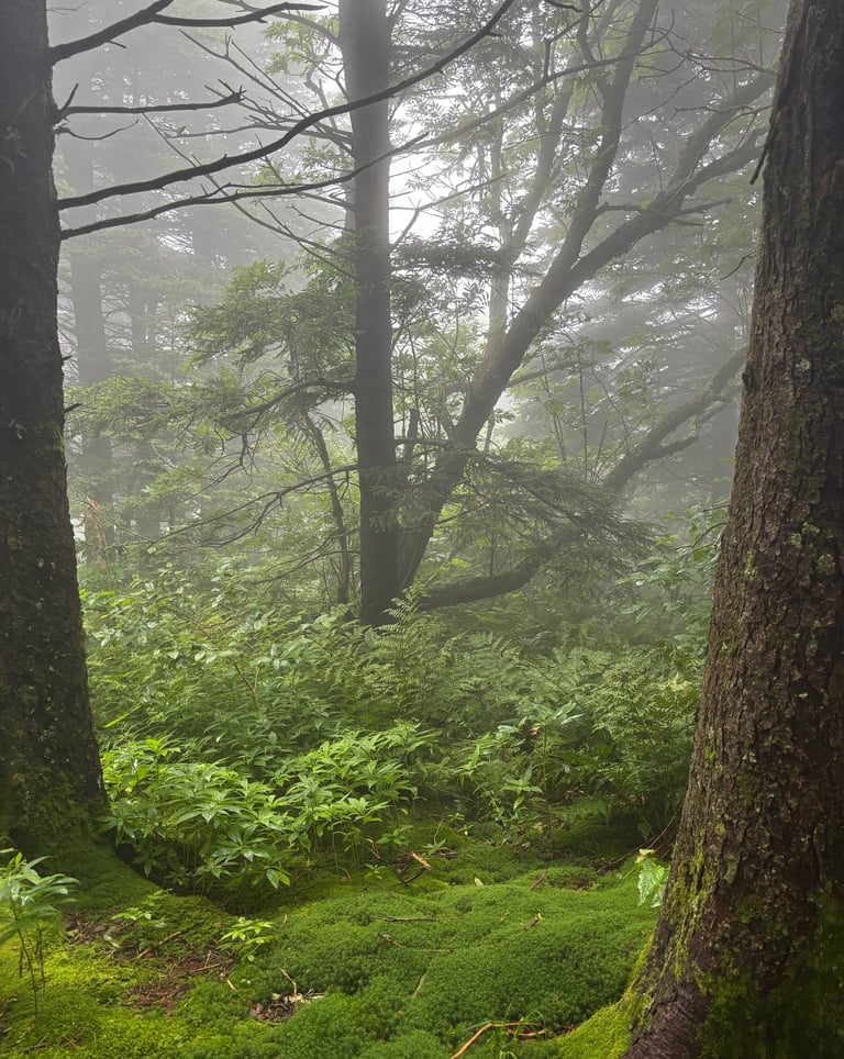 A misty and mossy forest in the Appalachian Mountains