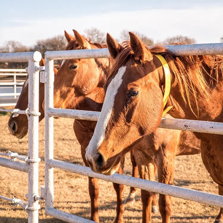 Lancaster Ranch - Pilot Point Cutting Horse