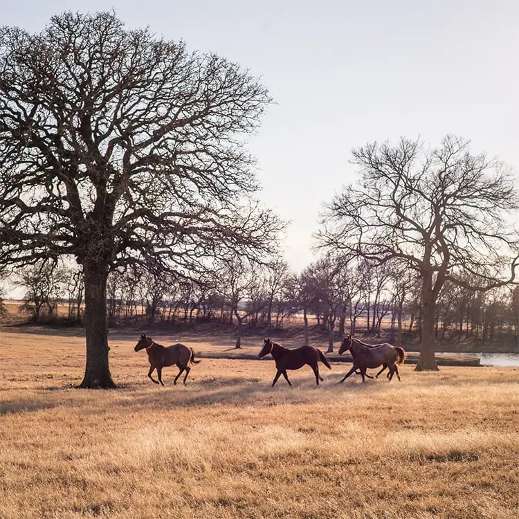 Lancaster Ranch Services