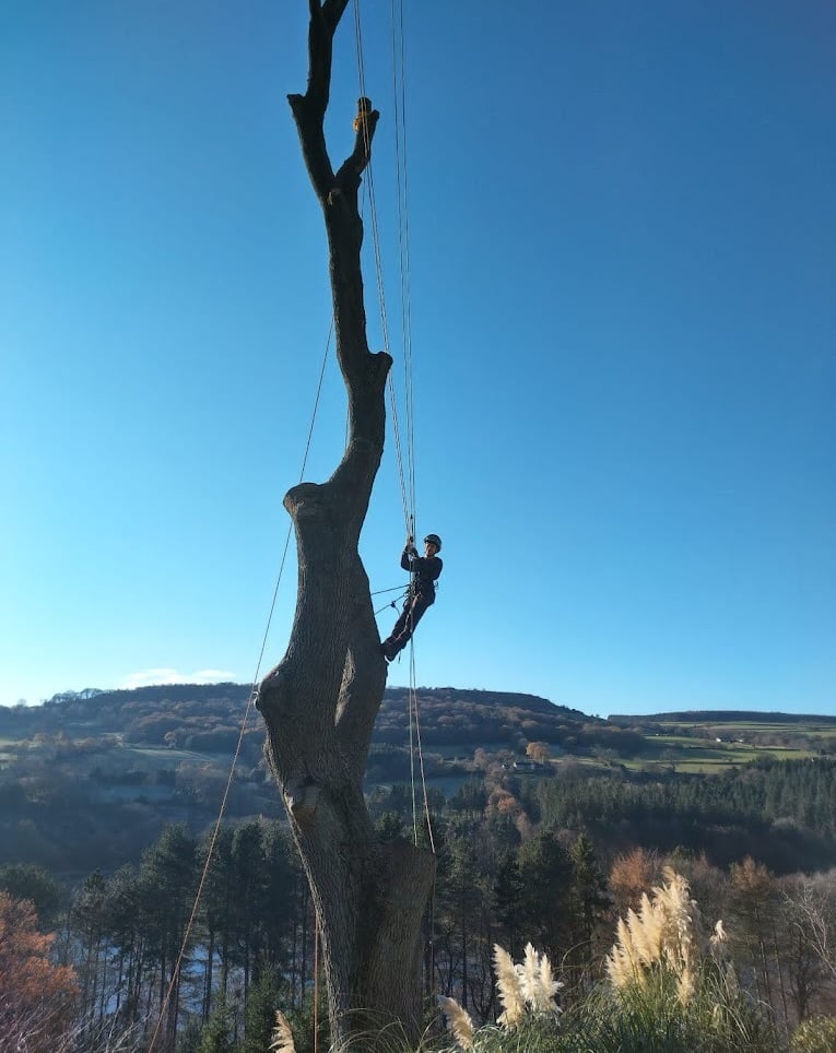 tree surgeon removing a tree