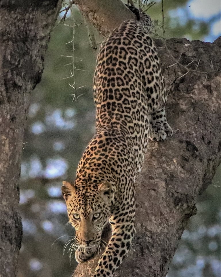 Safaris organizados sostenibles para conservar la fauna salvaje y respetar las comunidades locales