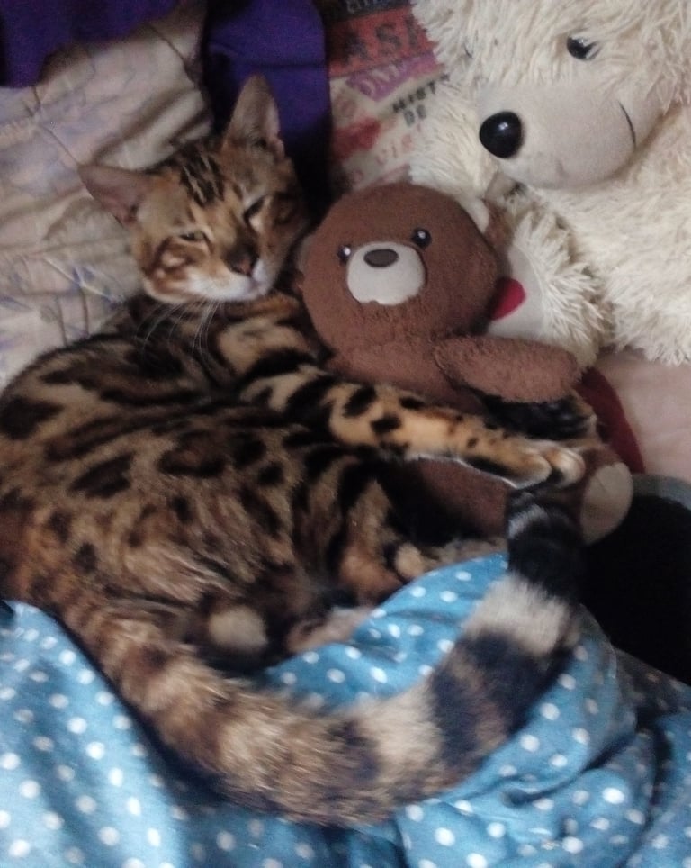 A spotted Bengal cat sleeping while cuddling with a brown teddy bear on a bed.