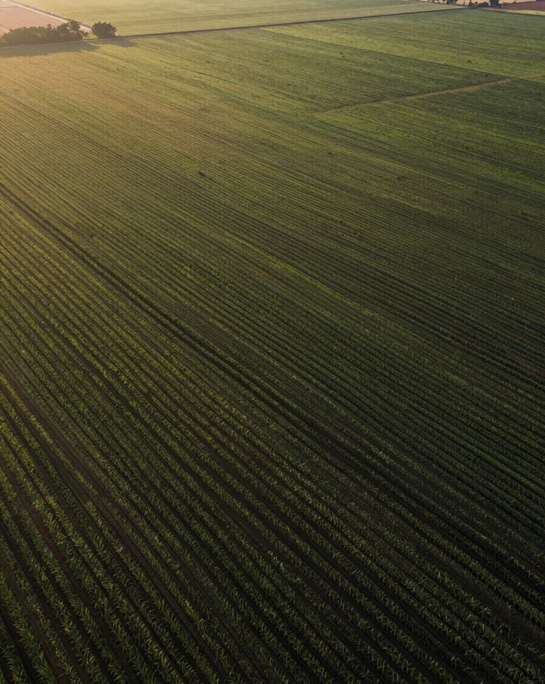 Aerial perspective of an expansive agricultural estate in Brazil, organized crop rows creating geometric patterns, soft morning light, high-end production.