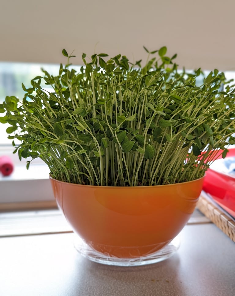 a potted plant in a bowl on a counter