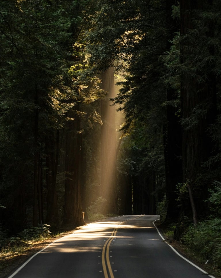 a road with a sunbeamed light shining through the trees