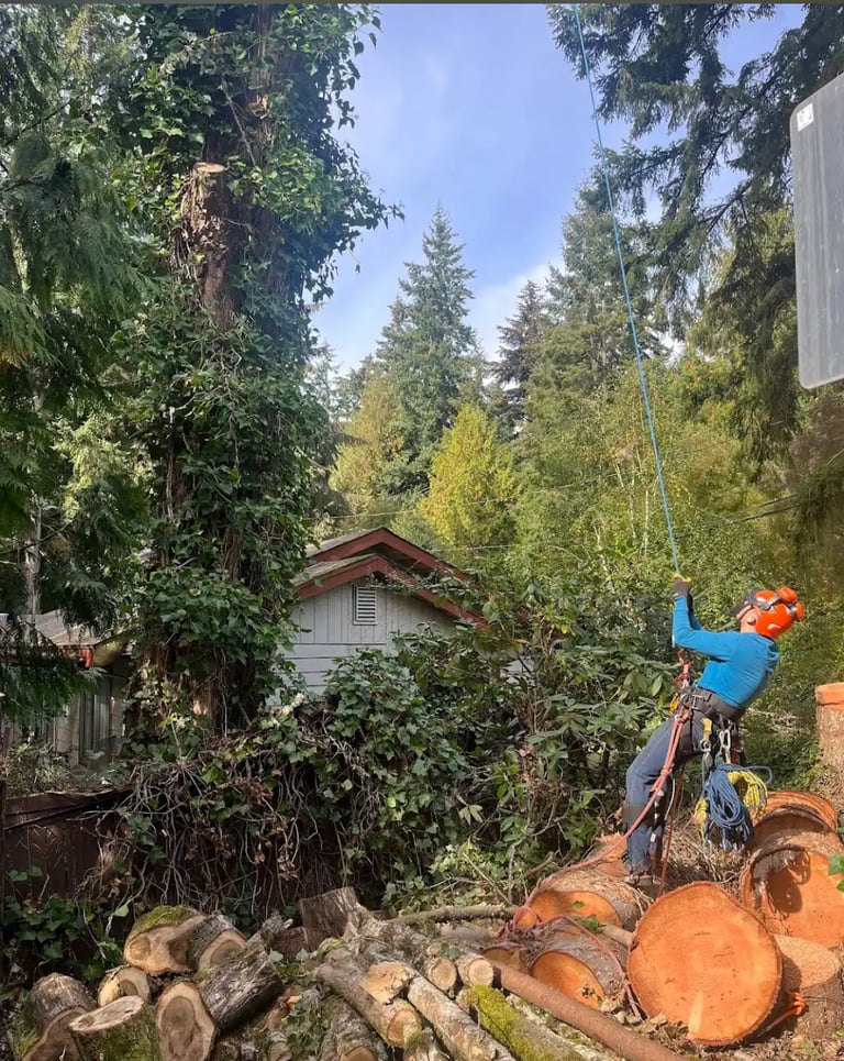 Mukilteo tree felling and tree removal and ivy treatment in backyard