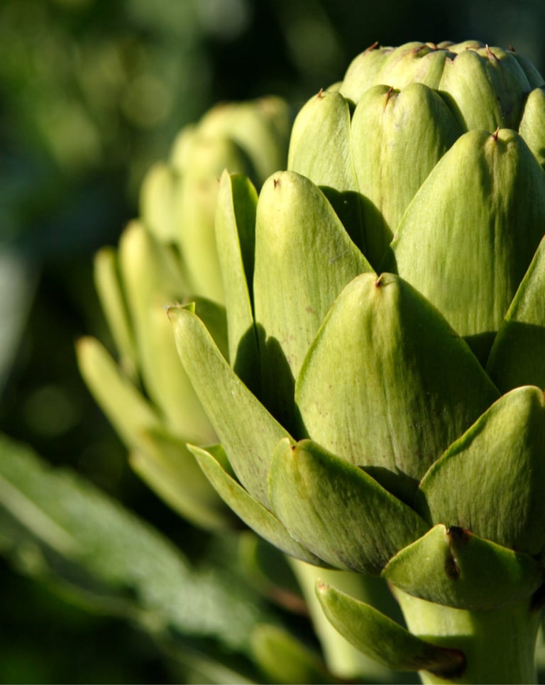 GLOBE ARTICHOKE
