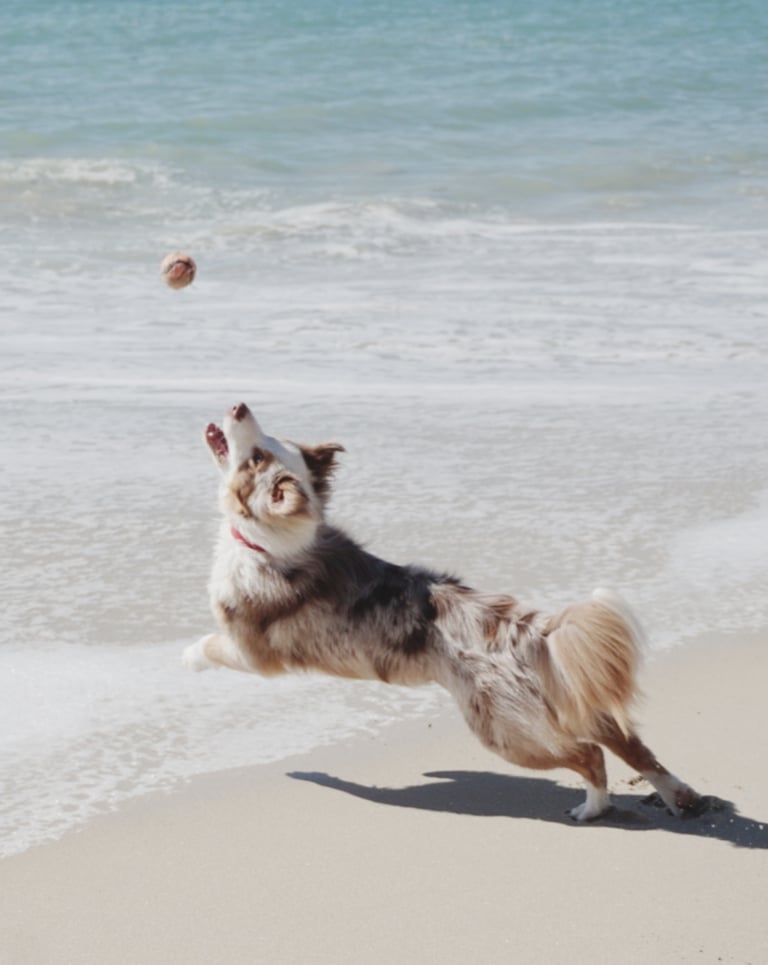Chien attrapant une balle en bord de mer