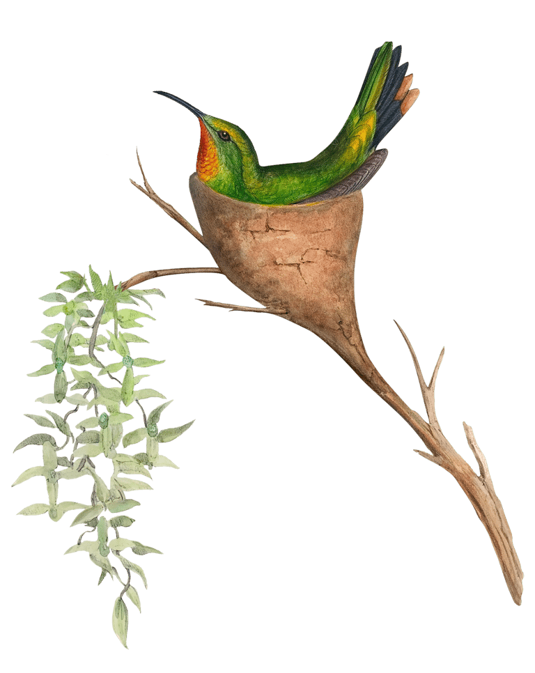 Vintage illustration of a hummingbird sitting in a nest.