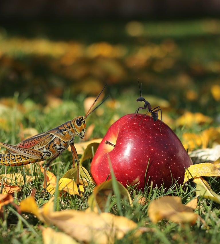 Grasshopper apple and ant