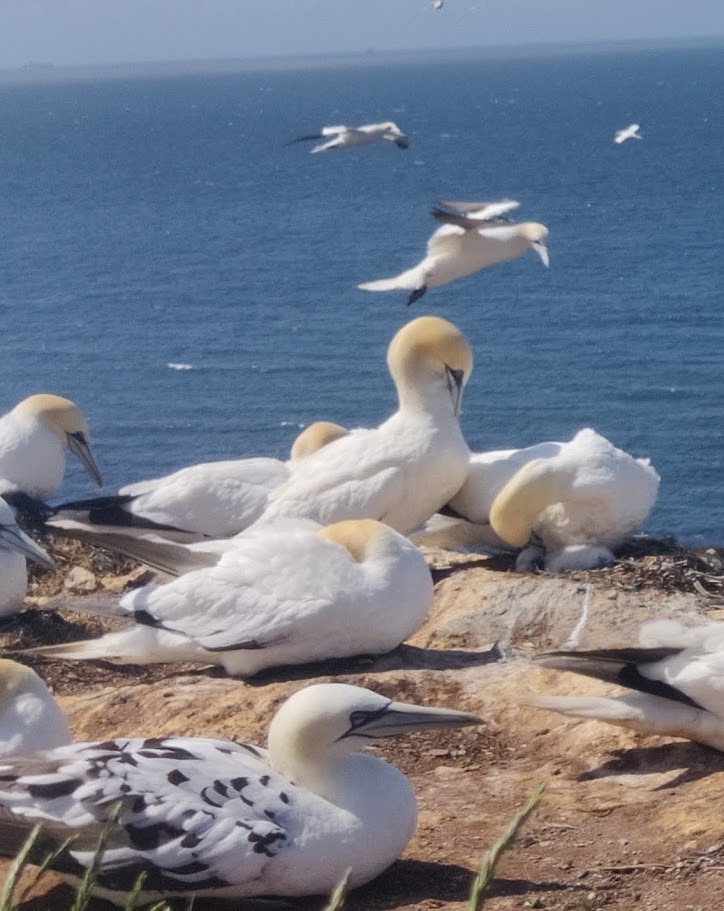 La faune sur les îles Helgoland au Nord de l'Allemagne