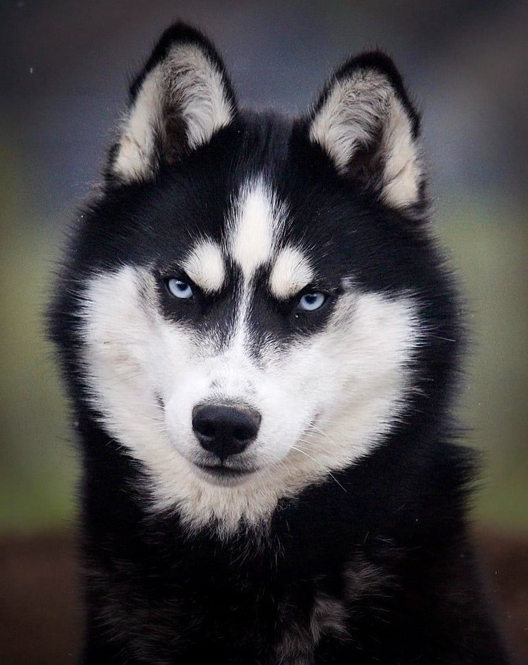 Schwarz-weißer Husky mit blauen Augen