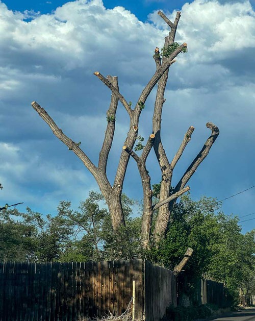 A severely pruned and topped tree with bare branches under grand junction blue sky.