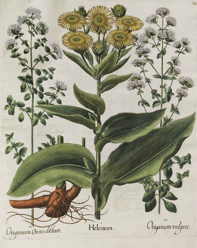 Bessler, B., Hortus Eystettensis (1613)