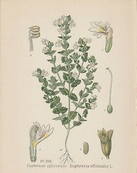 Amédée Masclef, ATLAS DES PLANTES DE FRANCE, Paris 1891