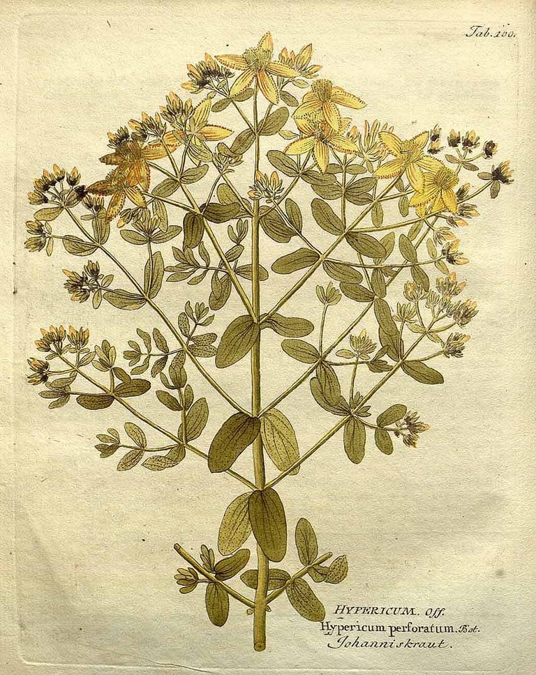 Vietz, F.B., Icones plantarum medico-oeconomico-technologicarum (1800-1822)