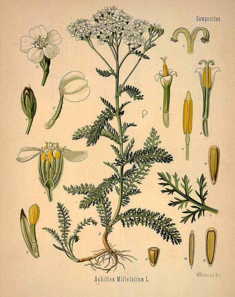 Achillea millefolium (Köhler’s Medizinal Pflanzen)