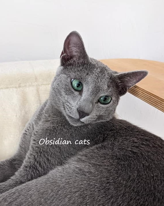 élevage de chat bleu russe france