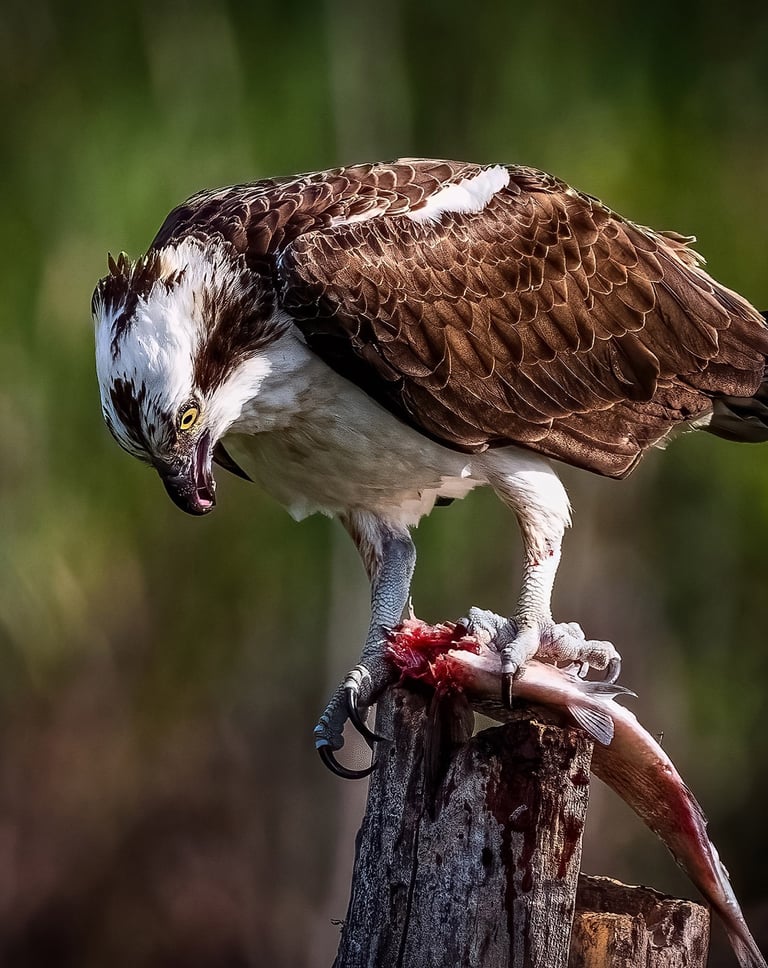 Osprey & Dinner